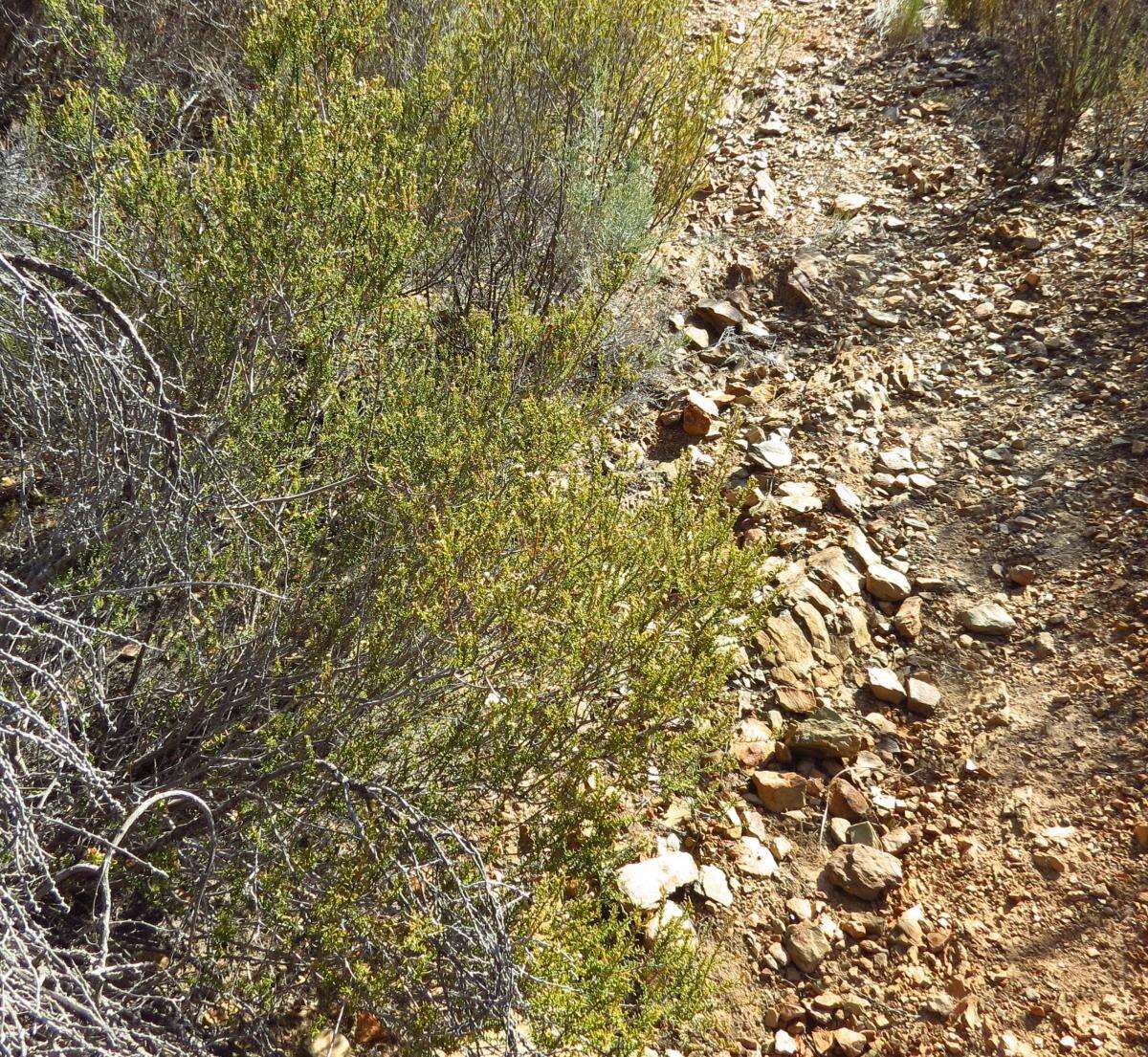 Image of Phylica rogersii Pillans