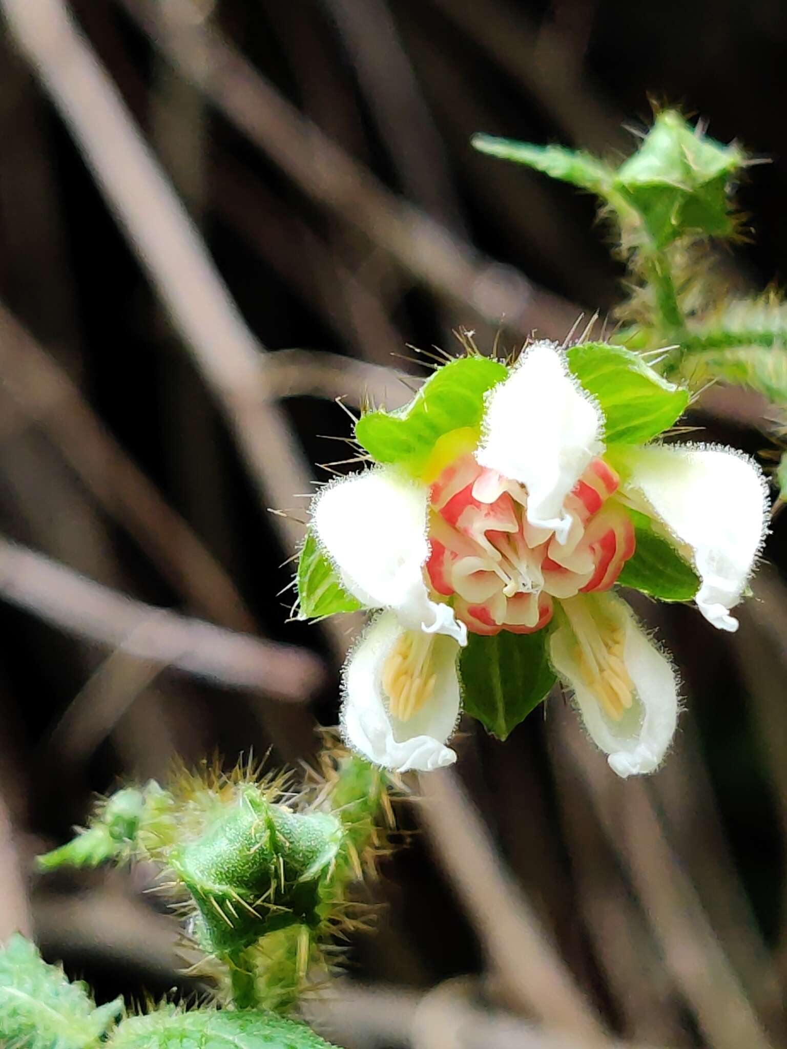 Image of Nasa triphylla subsp. rudis (Benth.) Weigend