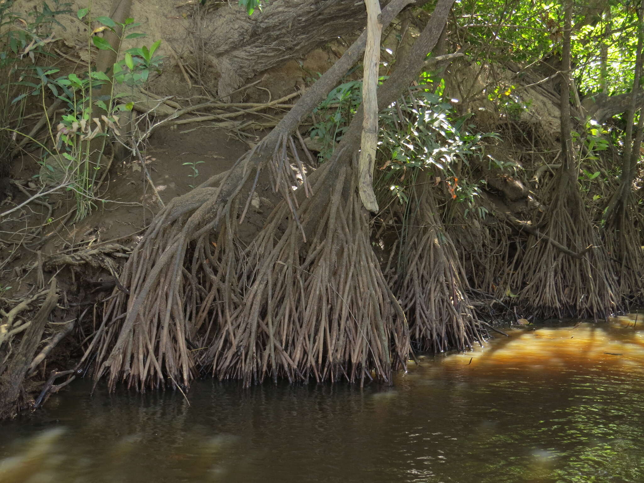 Image of Oriental mangrove