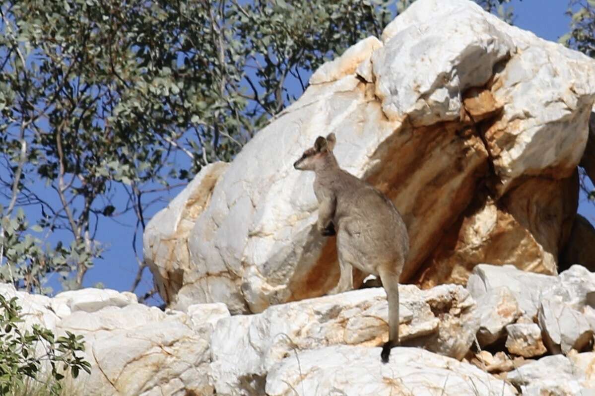 Image of Purple-necked Rock Wallaby