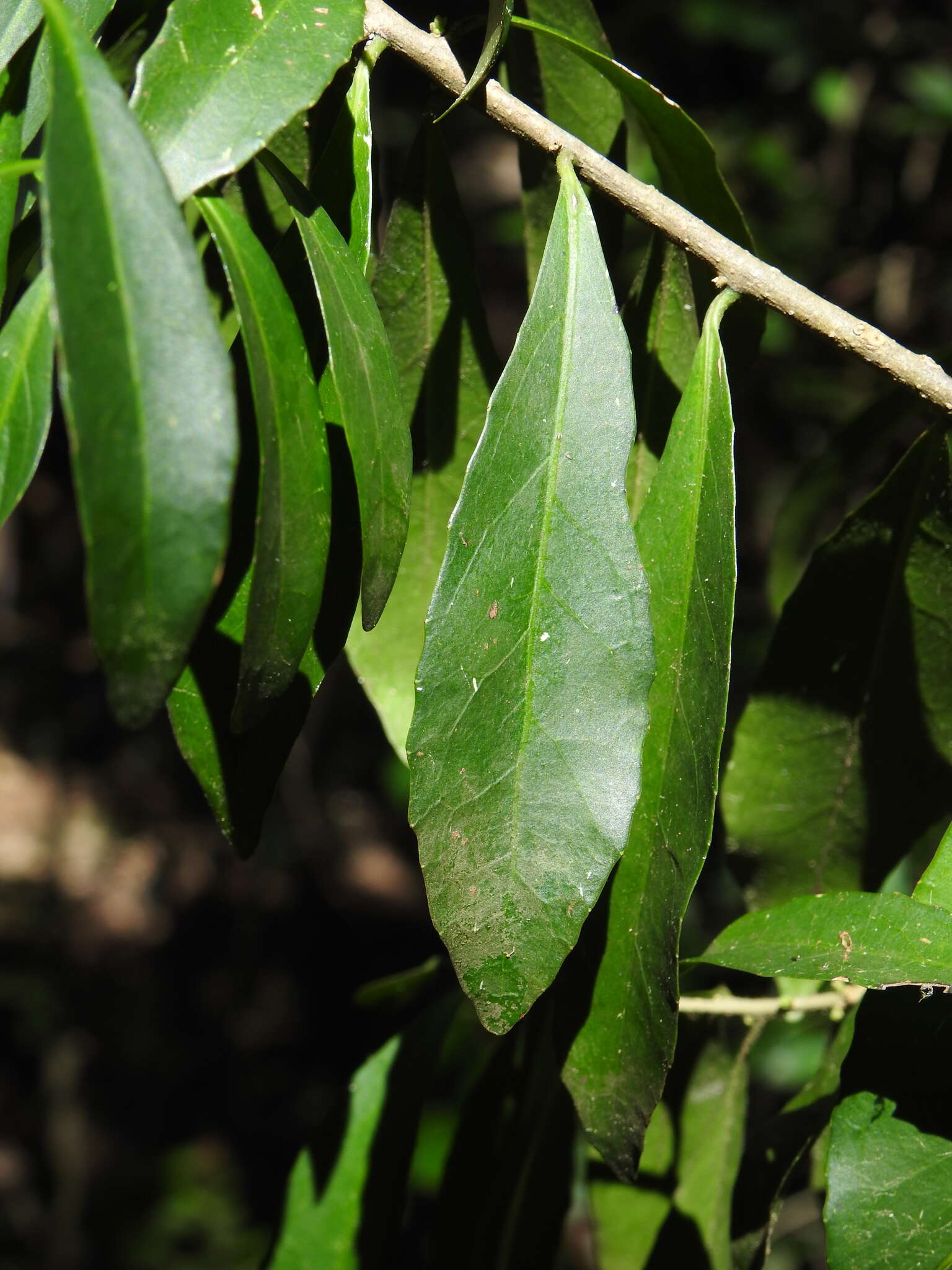 Image of Symplocos harroldii L. W. Jessup