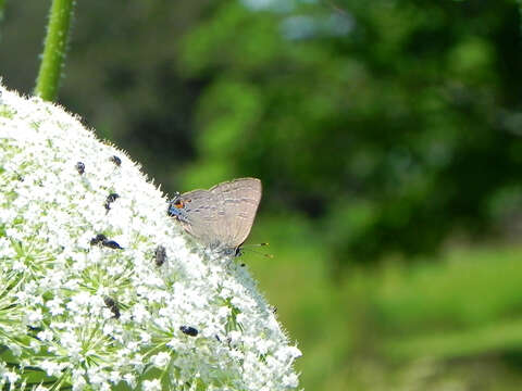 Image of Banded Hairstreak