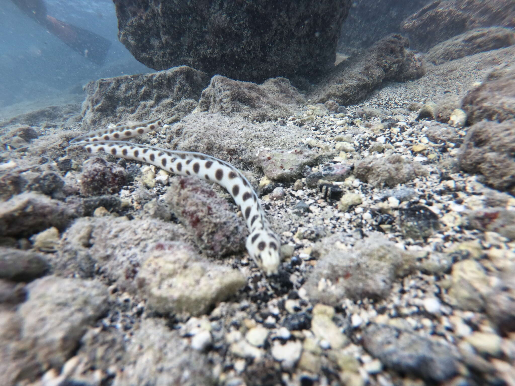 Image of Hawaiian spotted snake eel