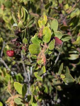 Image of woollyleaf manzanita