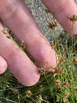 Image of watergrass