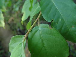 Image of Lyonia ovalifolia var. elliptica (Siebold & Zucc.) Hand.-Mazz.