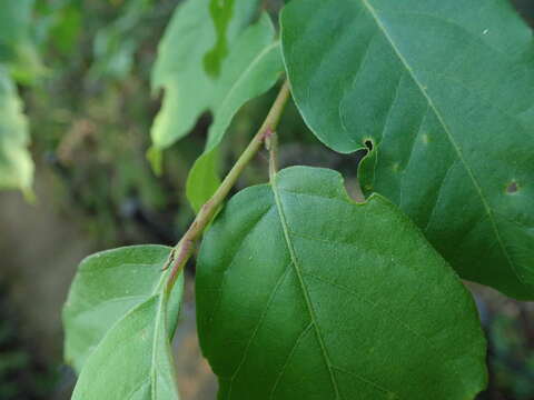 Image de Lyonia ovalifolia var. elliptica (Siebold & Zucc.) Hand.-Mazz.