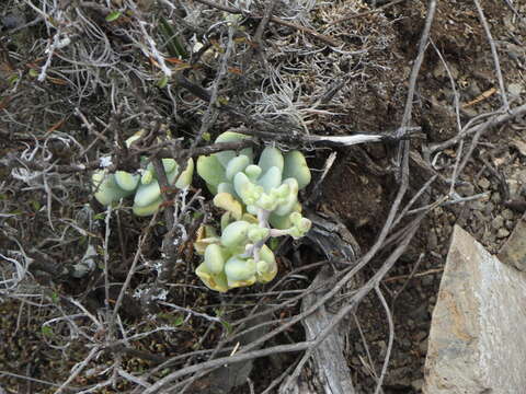 Image of Sedum allantoides Rose