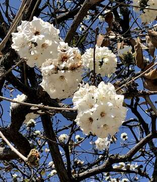 صورة Cordia morelosana Standl.