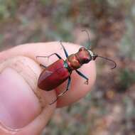 Image of Cicindela (Cicindela) formosa rutilovirescens Rumpp 1986