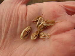 Imagem de Lomatium klickitatense