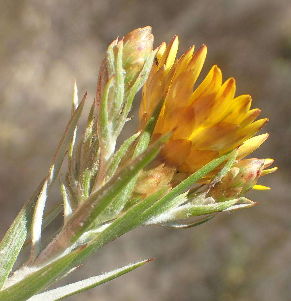 Image of Oedera pungens subsp. pungens