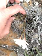 Image of Pelargonium radiatum (Andr.) Pers.