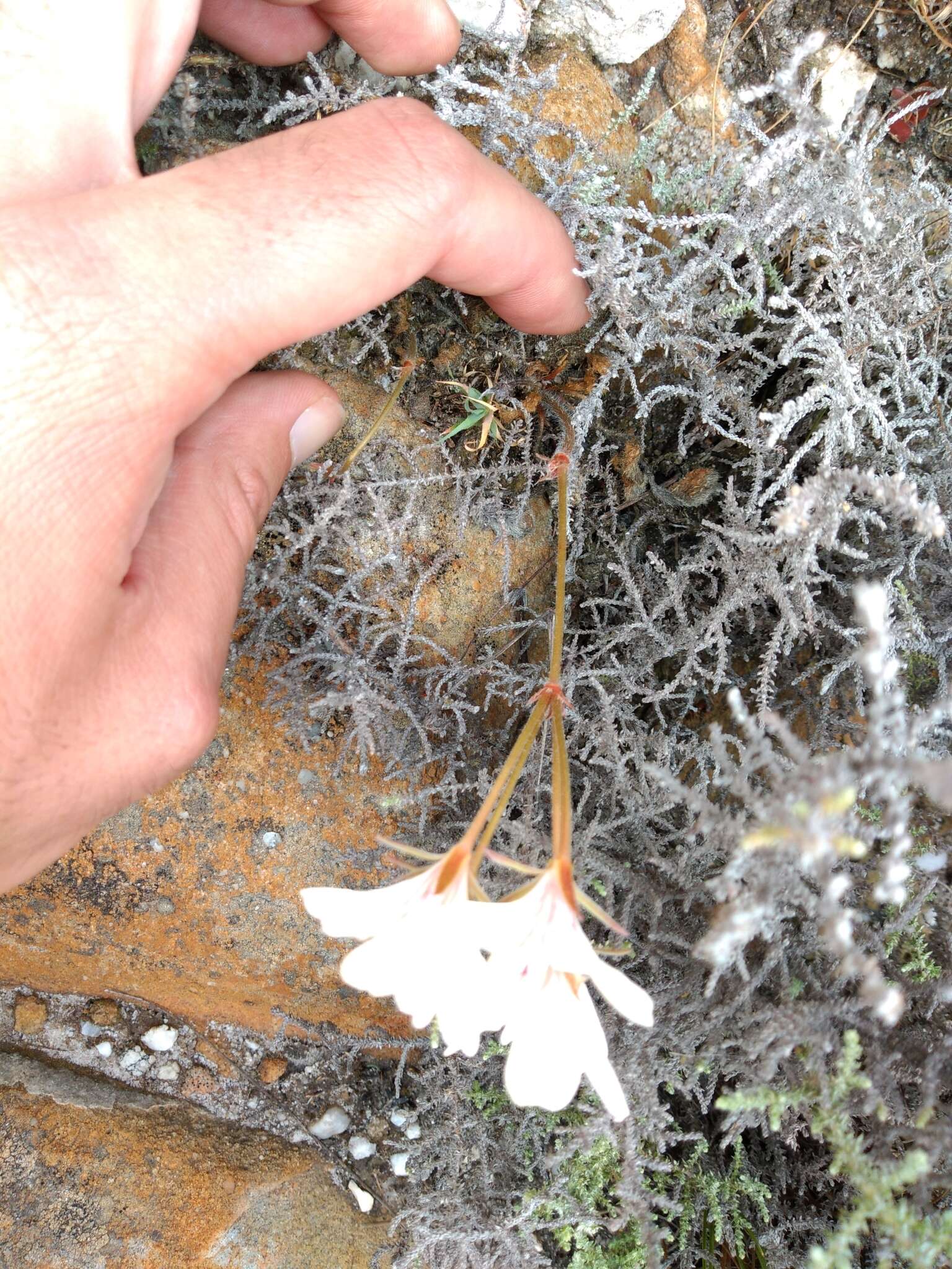 Image of Pelargonium radiatum (Andr.) Pers.