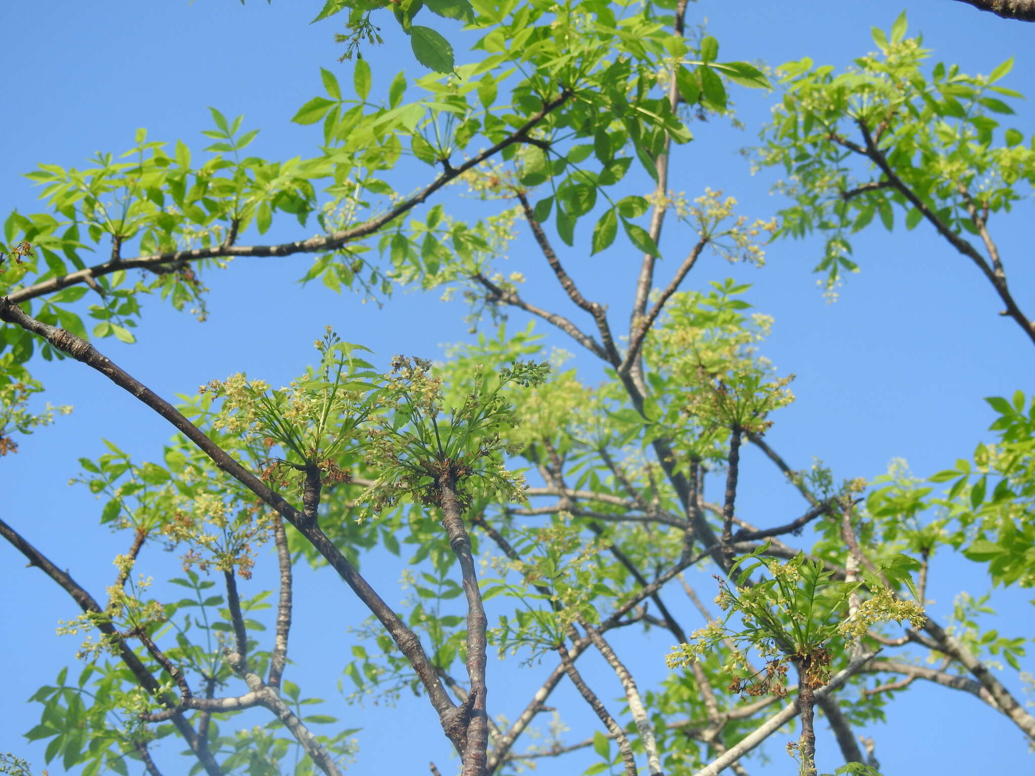 Image of Palo Santo