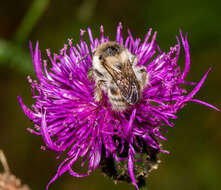 Image of Bombus veteranus (Fabricius 1793)