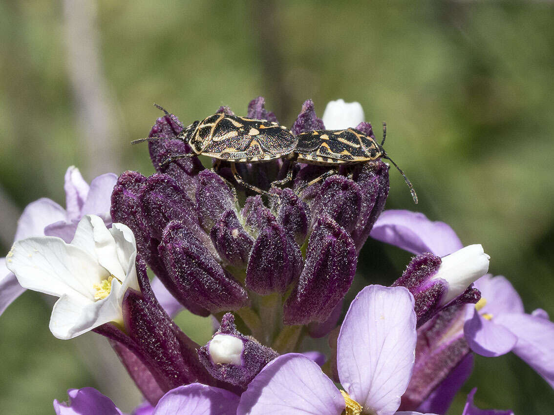 Image of <i>Eurydema lundbladi</i> Lindberg 1960