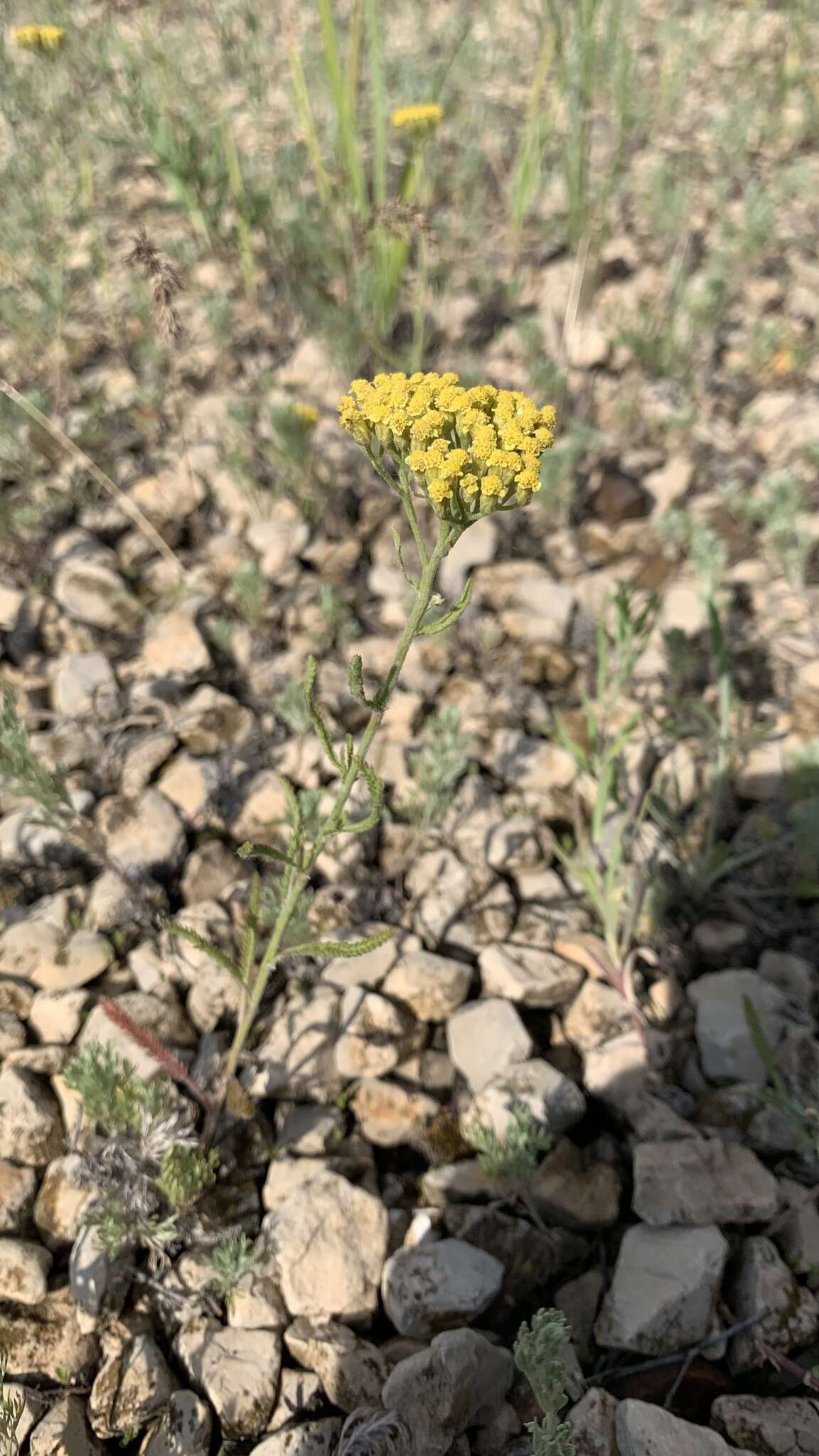 Achillea micrantha Willd. resmi