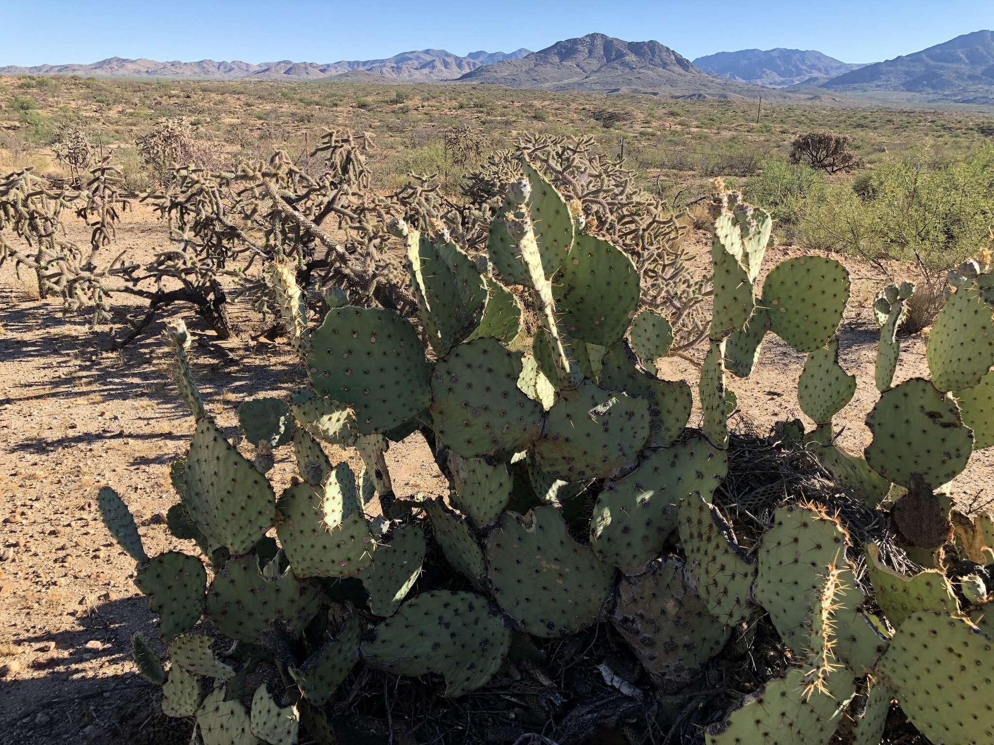 Plancia ëd Opuntia engelmannii var. engelmannii