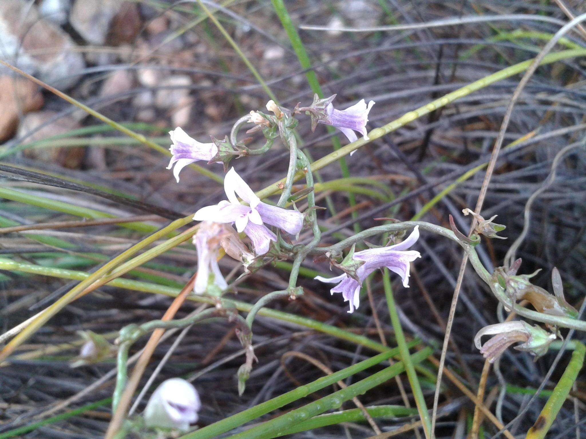 Image of Cyphia sylvatica Eckl. & Zeyh.