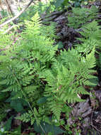 Image of lowland bladderfern