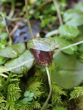 Image de Corybas iridescens Irwin & Molloy