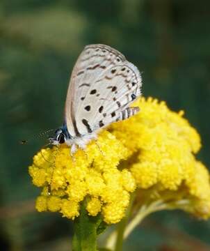 Image of Thorn-tree blue