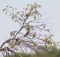 Carduelis carduelis carduelis (Linnaeus 1758)的圖片