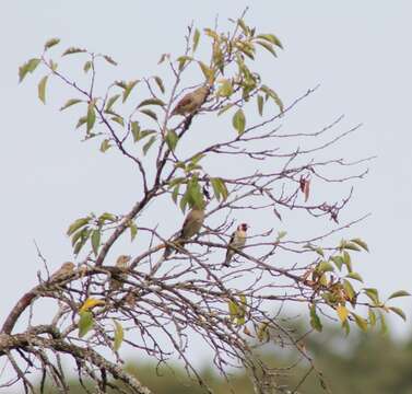 Imagem de Carduelis carduelis carduelis (Linnaeus 1758)