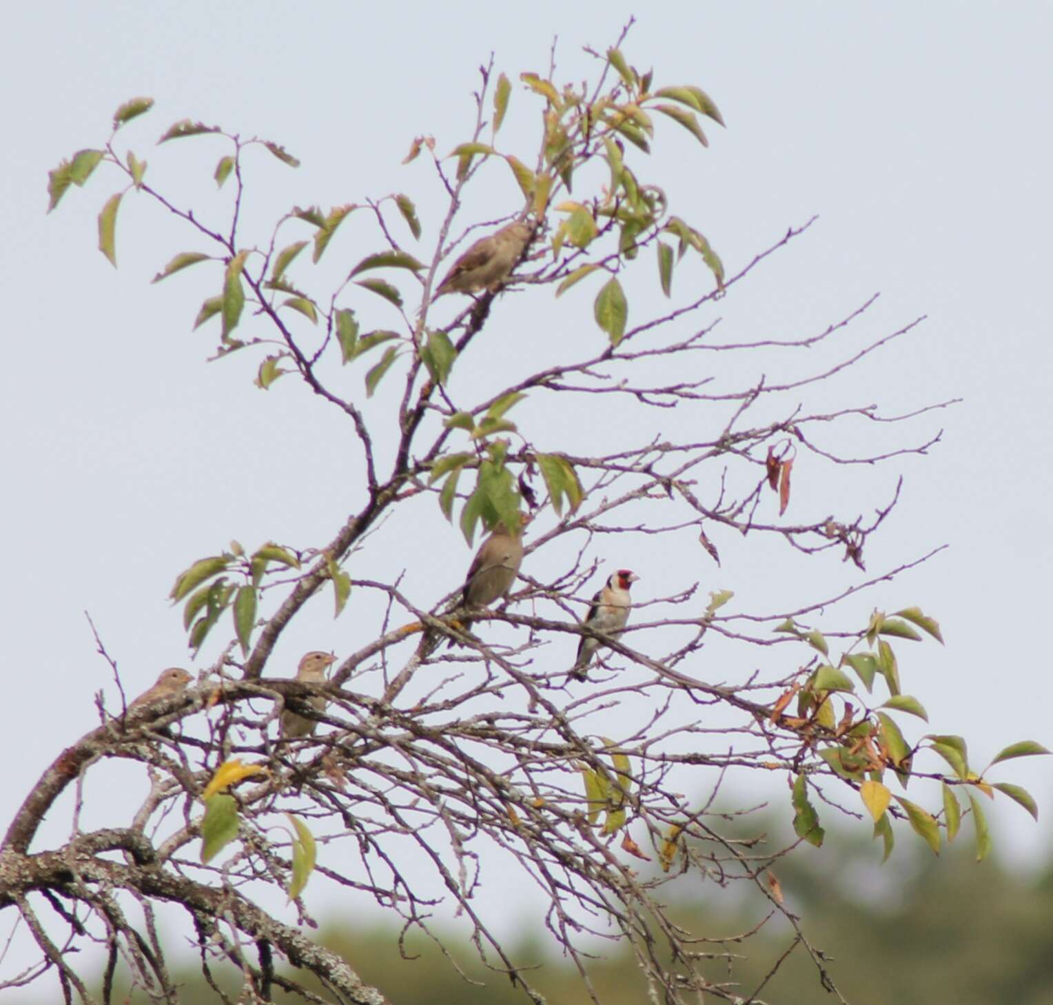 Carduelis carduelis carduelis (Linnaeus 1758)的圖片