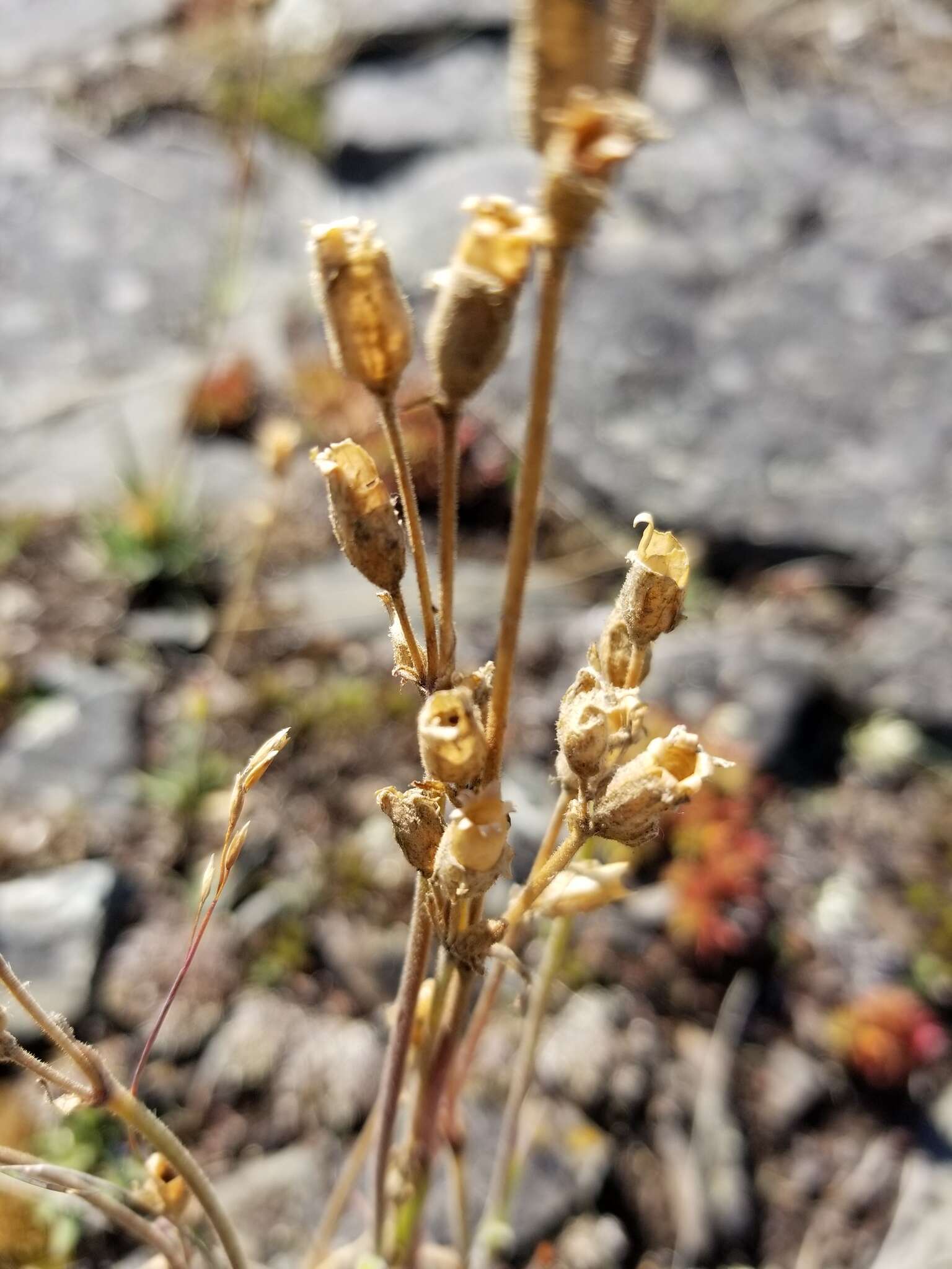 Слика од Silene ostenfeldii (A. E. Porsild) J. K. Morton