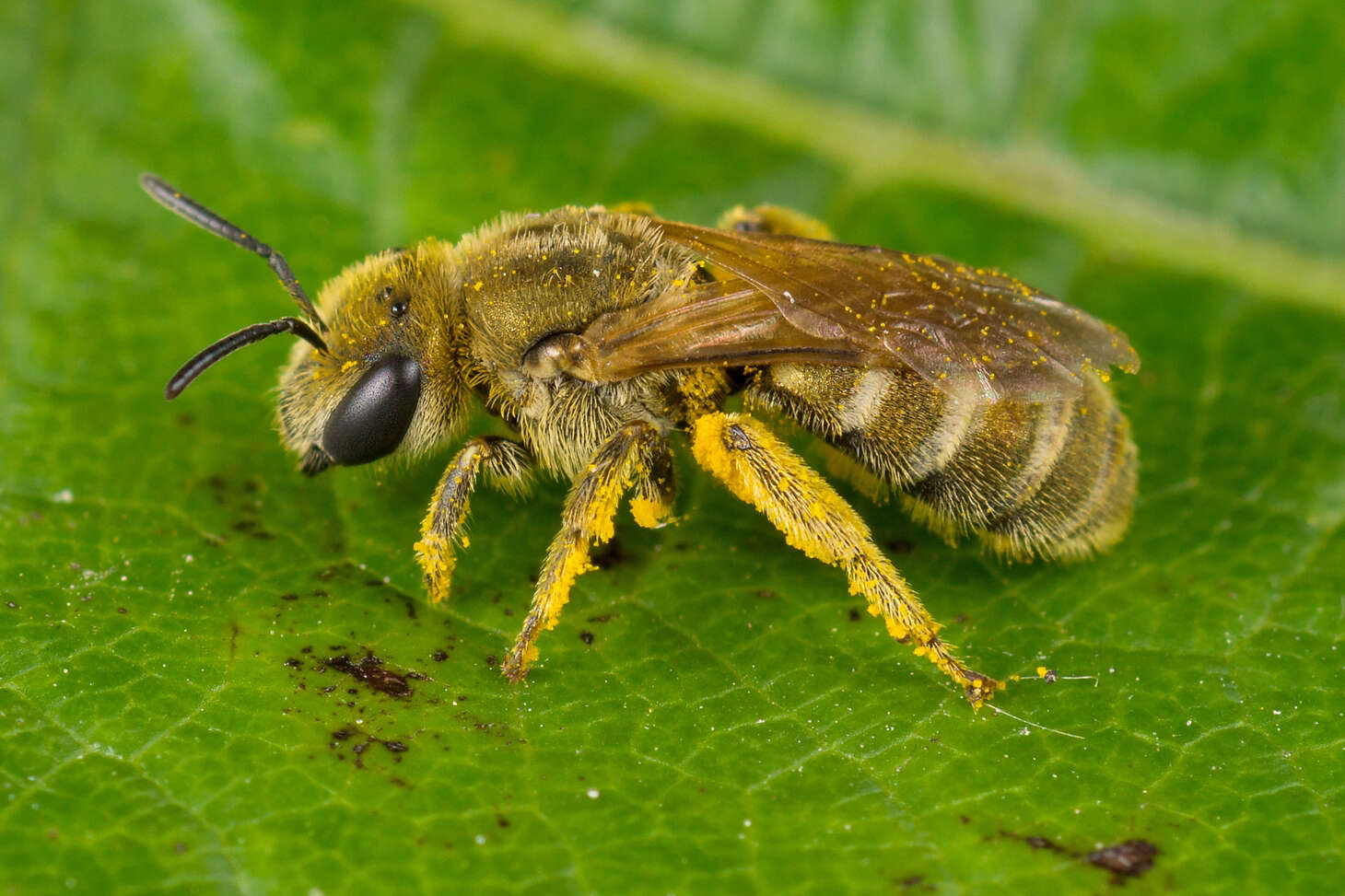 Image of Golden Furrow Bee