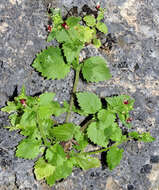 Image de Scrophularia arguta Sol.