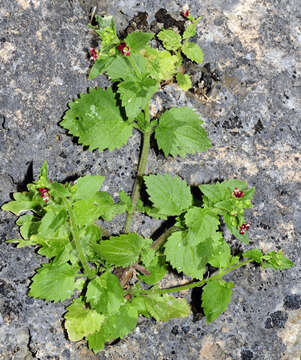 Scrophularia arguta Sol. resmi