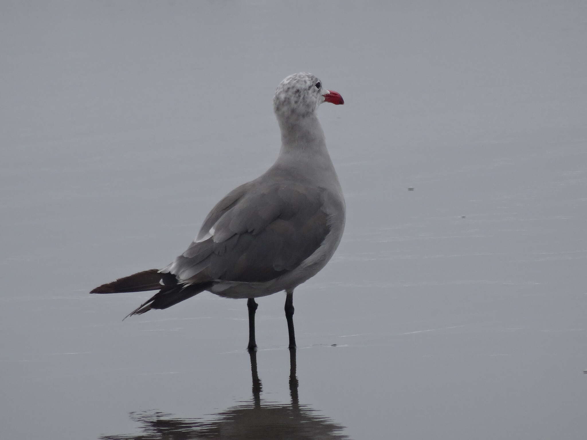 Larus heermanni Cassin 1852 resmi