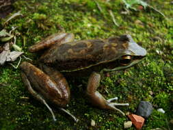 Plancia ëd Hylodes perplicatus (Miranda-Ribeiro 1926)