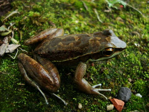 Plancia ëd Hylodes perplicatus (Miranda-Ribeiro 1926)