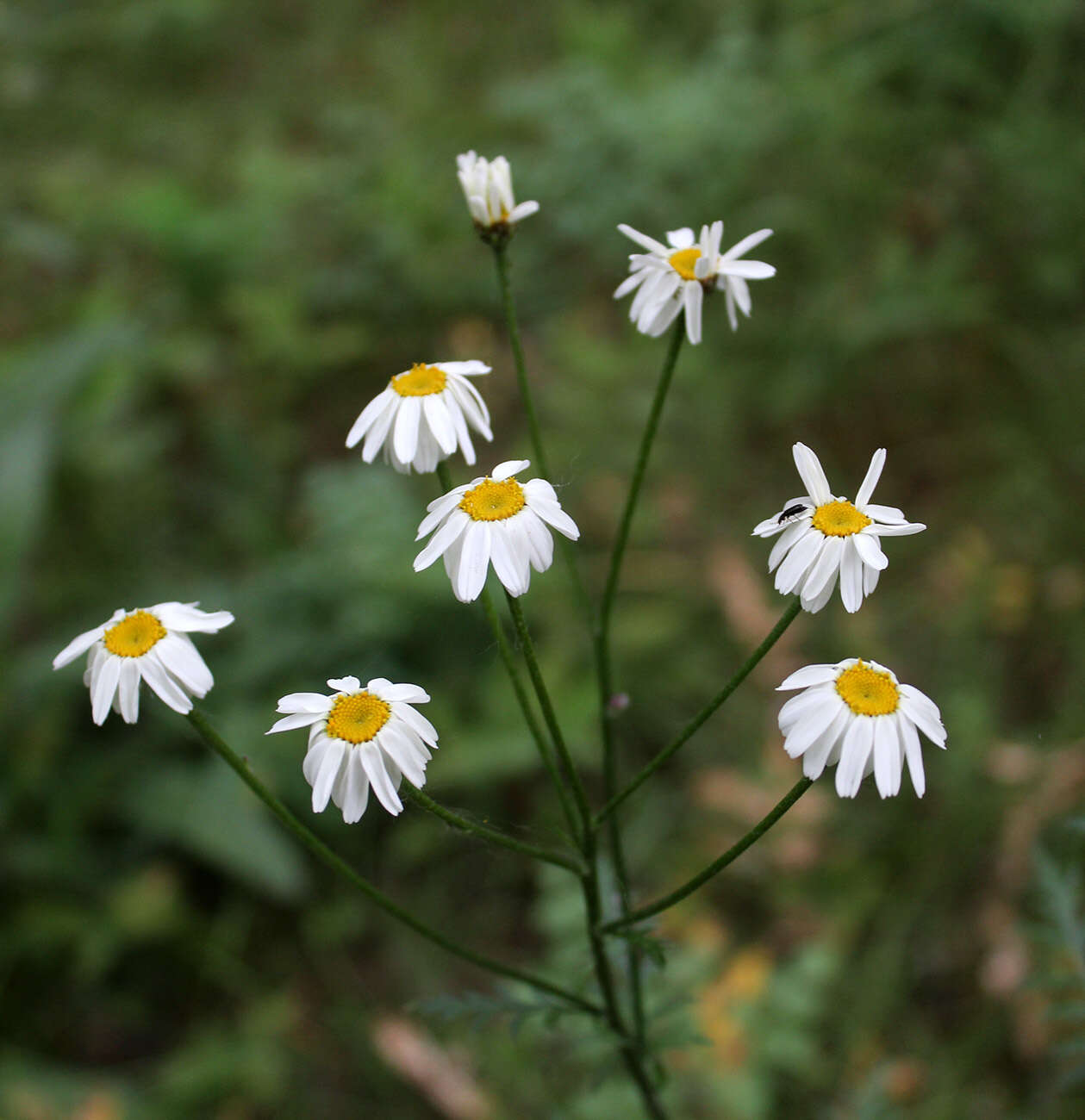 Image of corymbflower tansy