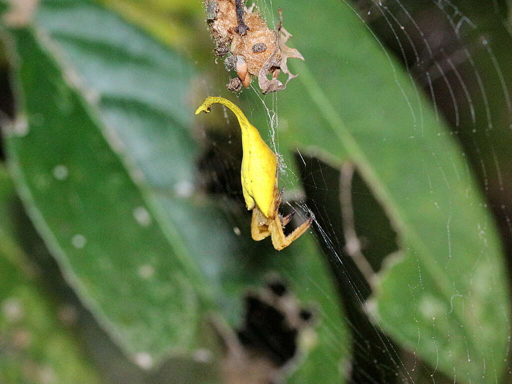 Image of Arachnura melanura Simon 1867