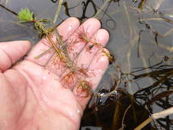 Image of parrot feather watermilfoil