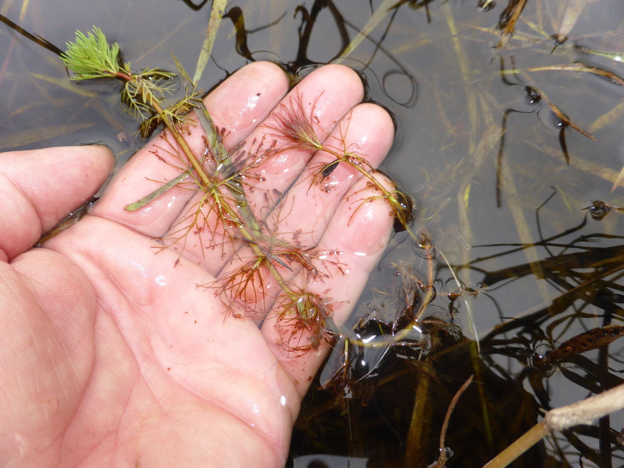 Image of parrot feather watermilfoil