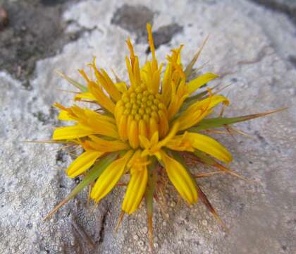 Image of Berkheya cruciata subsp. cruciata