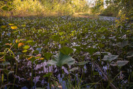 Image of Petasites radiatus (Gmel.) J. Toman