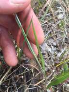 Image of <i>Pityopsis <i>graminifolia</i></i> var. graminifolia