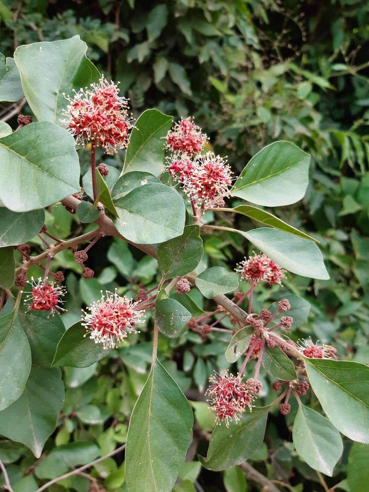 Image de Pisonia capitata (S. Wats.) Standl.