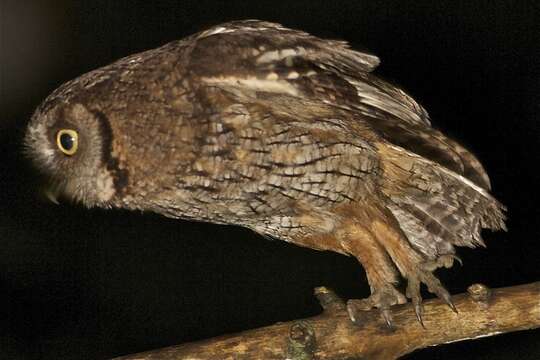 Image of Black-capped Screech Owl