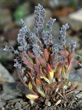 Image of Myosotis minutiflora Boiss. & Reuter