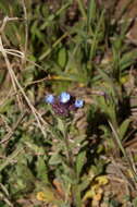 Image of Anchusa thessala Boiss. & Spruner