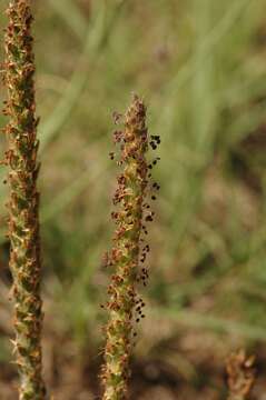 Image of Plantago tomentosa Lam.