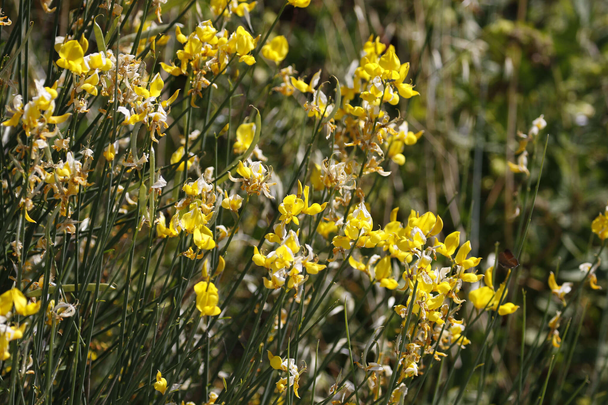 Image of broom